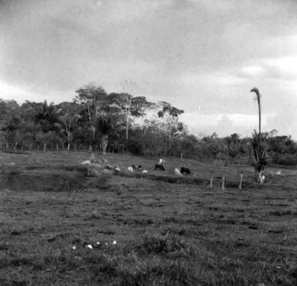 Foto 17: Vale de Igarapé com gado leiteiro e pequenos açudes na Colônia Apolônio Sales junto a cidade de Rio Branco (AC)