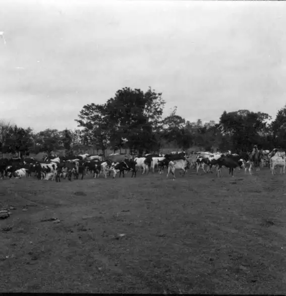 Foto 34: Vacas leiteiras da Fazenda Palmares em Rio Branco (AC)