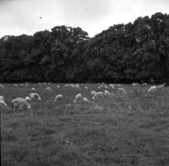 Foto 36: Ovelhas da Fazenda Palmares em Rio Branco (AC)
