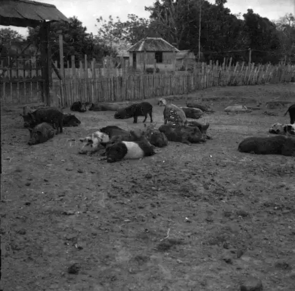 Foto 37: Porcos da Fazenda Palmares em Rio Branco (AC)