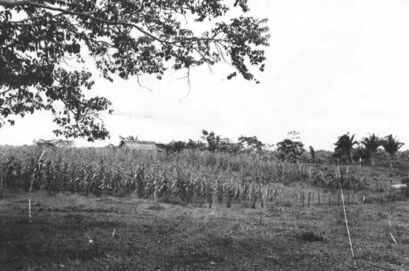 Foto 238: Plantação de milho perto de Rio Branco (AC)