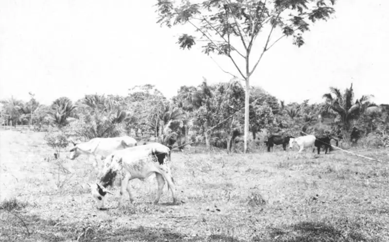 Foto 239: Gado em uma fazenda perto de Rio Branco (AC)