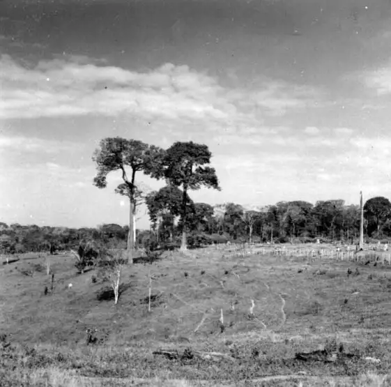 Foto 3: Pasto de colonião e castanheira em uma fazenda em Quinari a 24 km de Rio Branco, ao fundo mata semidecídua (AC)