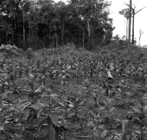Foto 22: Roça de fumo, comerciado a milho, abóbora, feijão e mandioca, a 12km ao norte de Xapuri (AC)