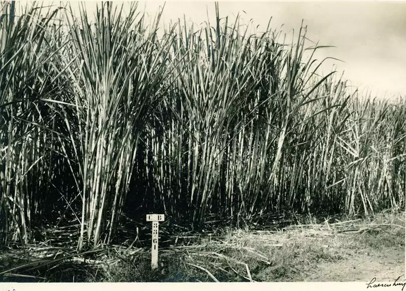 Foto 8: Estação experimental de cana-de-açúcar : União dos Palmares, AL