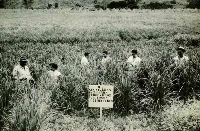 Foto 17: Campo de cooperação de arroz : União dos Palmares, AL