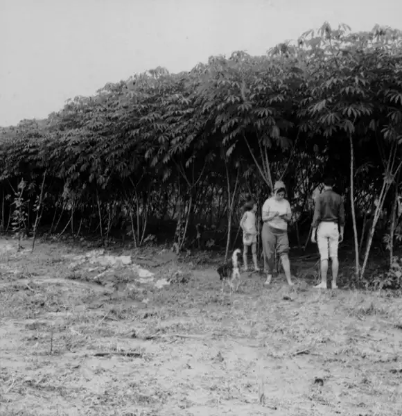 Foto 22: Plantação de mandioca no município de Careiro (AM)