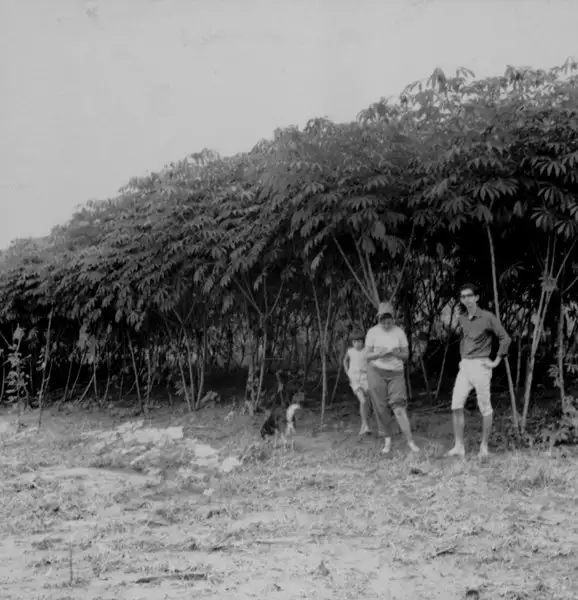 Foto 23: Plantação de mandioca no município de Careiro (AM)