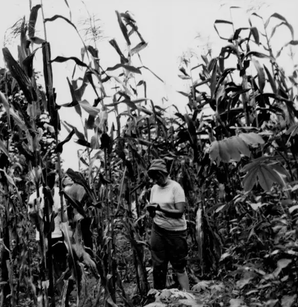 Foto 24: Plantação de milho no município de Careiro (AM)