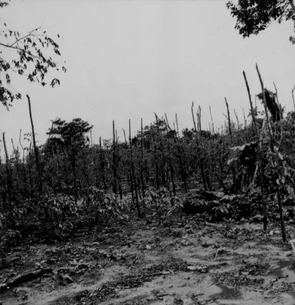 Foto 25: Plantação de feijão no município de Careiro (AM)