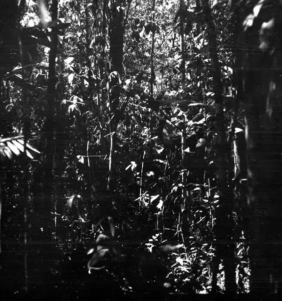 Foto 5: Interior de uma floresta na rodovia Humaitá - Lábrea 22 Km a oeste da beleza do Rio Ipixuna(AM)