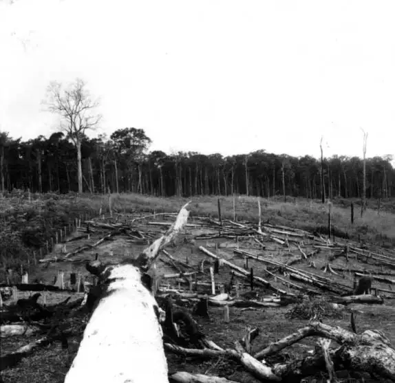Foto 11: Derrubada ao lado da floresta de Itacoatiara (AM)