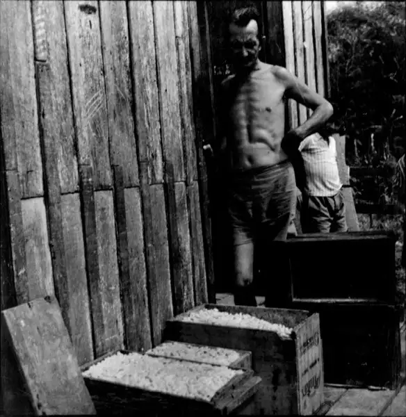 Foto 34: Caboclo, vendo-se ao lado caixotes com sementes de cacau em Itacoatiara (AM)