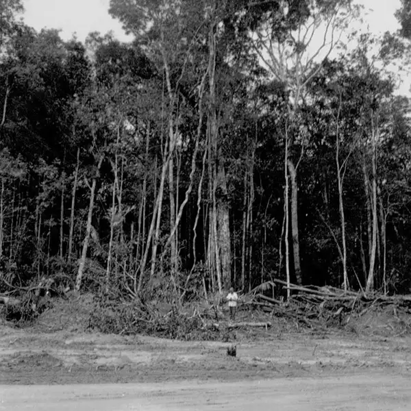 Foto 47: Cipó correia agarrado em árvore no município de Itacoatiara (AM)