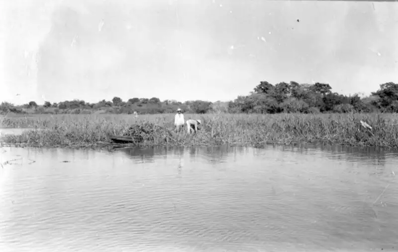 Foto 141: Colheita de canarana (capim flutuante) perto de Manaus (AM)