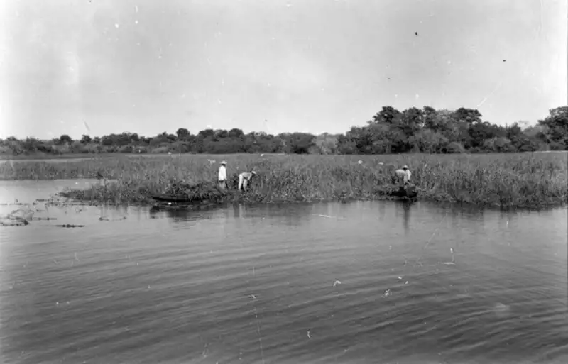 Foto 143: Colheita de canarana (capim flutuante) perto de Manaus (AM)