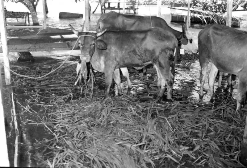 Foto 147: Gado no interior da maromba em Manaus (AM)