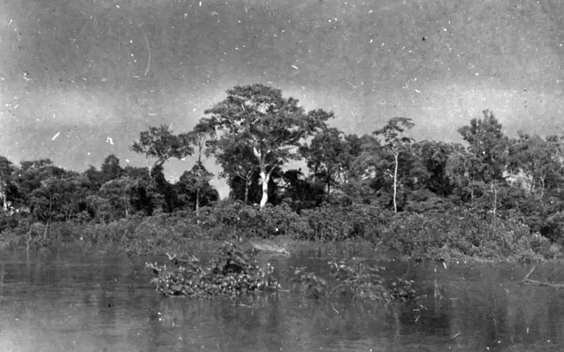 Foto 158: Vegetação à margem do Furo Paracuíba em Manaus (AM)