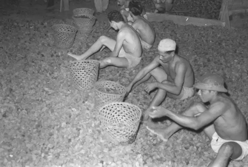 Foto 205: Seleção da castanha do Pará feita por trabalhadores em Manaus (AM)