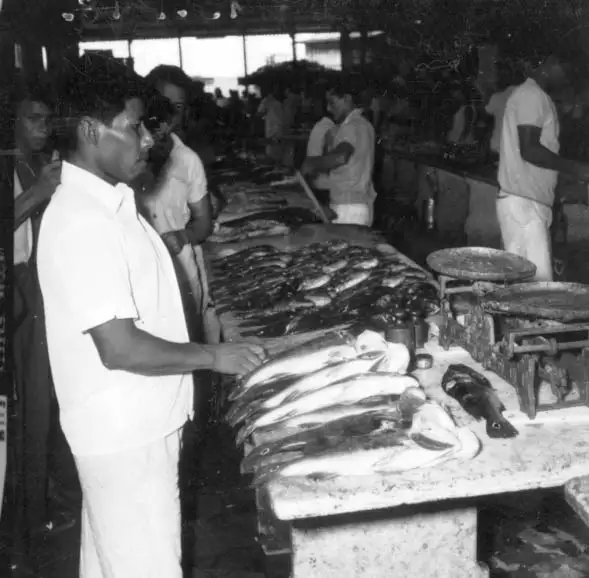 Foto 249: Mercado de peixes vendo-se tucunaré em Manaus (AM)