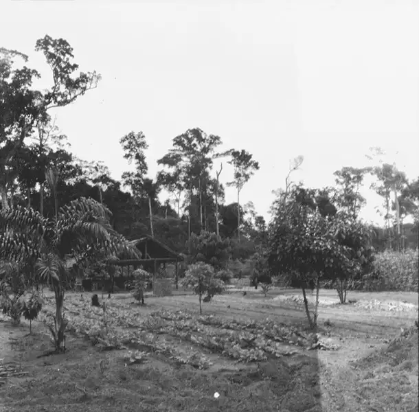 Foto 297: Horta de um colono japonês vendo-se floresta ao fundo em Manaus (AM)