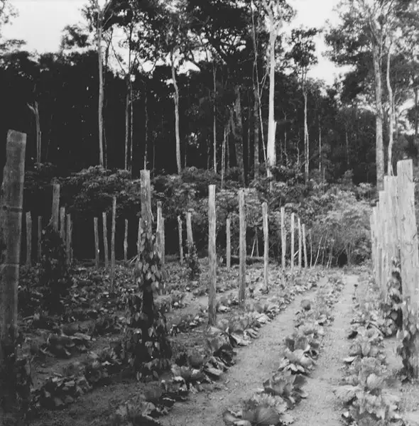 Foto 298: Horta de um colono japonês vendo-se floresta ao fundo em Manaus (AM)