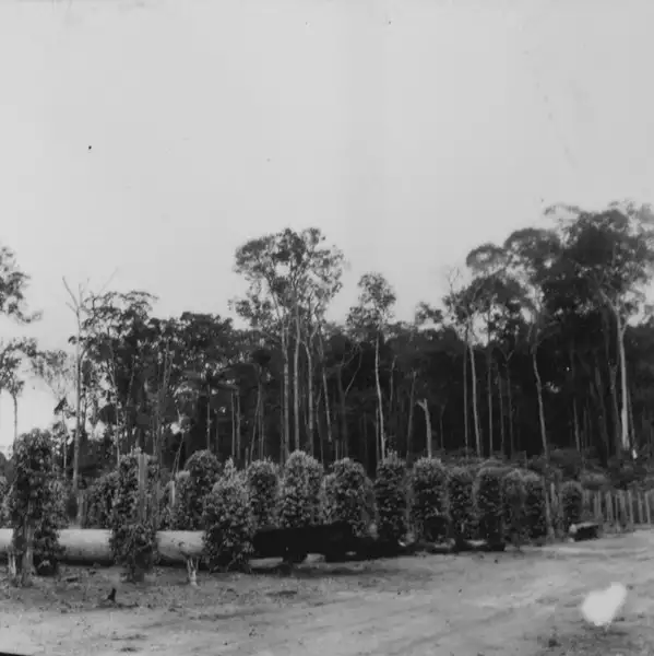Foto 299: Plantação de pimenta do reino em Manaus (AM)