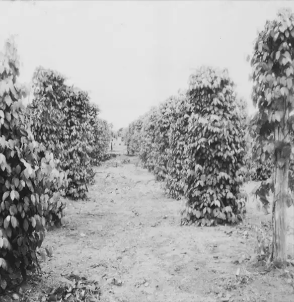 Foto 300: Plantação de pimenta do reino em Manaus (AM)