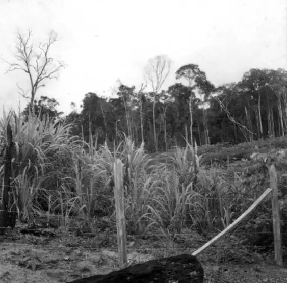 Foto 360: Derrubada ao lado da estrada para Itacoatiara vendo-se plantaçào de cana em Manaus (AM)