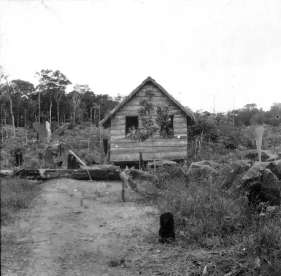 Foto 364: Casa de palha de um colono em Manaus (AM)