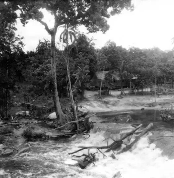 Foto 367: Aspecto da vegetação perto da cachoeira Tarumã : Município de Manaus