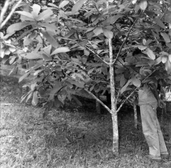 Foto 375: Árvore da fruta reginal copoaçu em Manaus (AM)