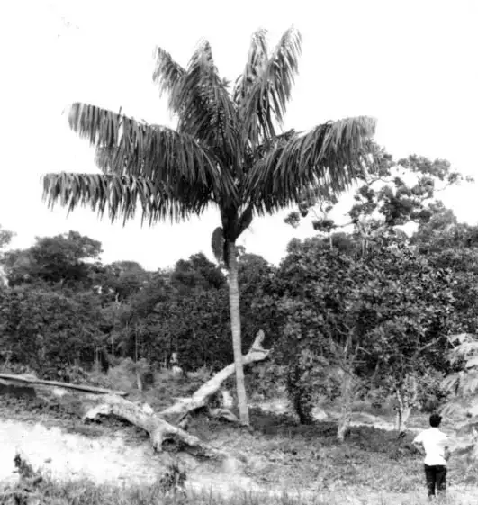 Foto 410: Palmeira Bacaba : Companhia Brasileira de Plantações : Manaus (AM)