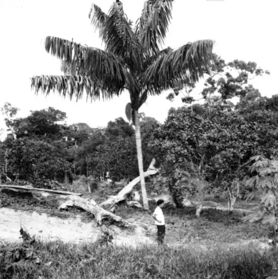 Foto 411: Palmeira Bacaba. Companhia Brasileira de Plantações : Manaus (AM)