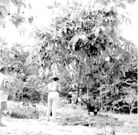 Foto 414: Pés de erva mate na Cia. Brasileira de Plantações em Manaus (AM)