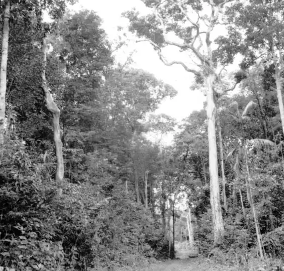 Foto 416: Castanheira plantada na Cia. Brasileira de Plantações em Manaus (AM)