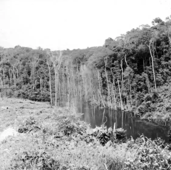 Foto 421: Igarapé represado pela Cia. Brasileira de Plantações servindo para piscicultura em Manaus (AM)