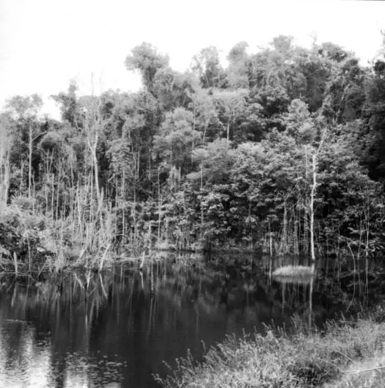 Foto 424: Igarapé represado na Companhia Brasileira de Plantações em Manaus (AM)
