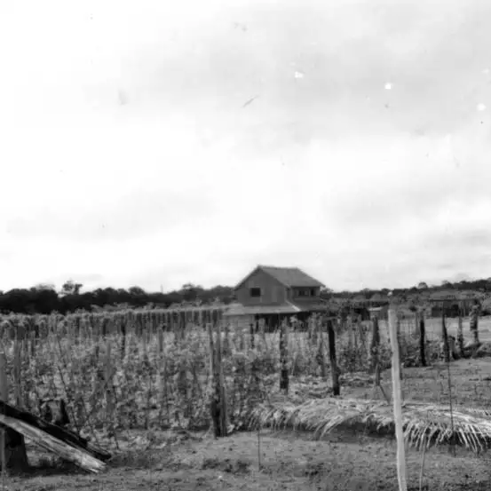 Foto 432: Vista do pimental mostrando o estacamento da plantação em Manaus (AM)