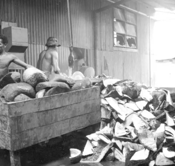 Foto 475: Operário na máquina cortando borracha na Companhia Nacional de Borracha em Manaus (AM)