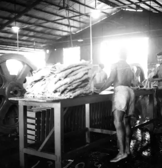 Foto 480: Operário carregando borracha em crepe em Manaus (AM)