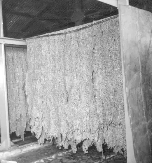 Foto 486: Depósito para secagem da borracha em crepe em Manaus (AM)