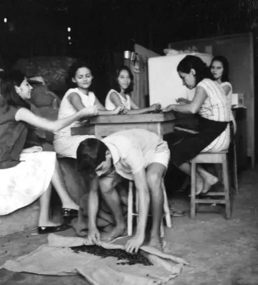 Foto 507: Moças separando castanha em Manaus (AM)