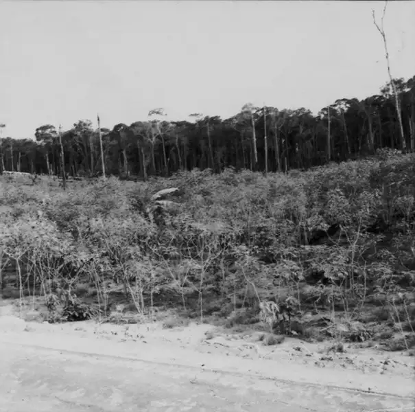 Foto 636: Plantação de mandioca e mata em Manaus (AM)