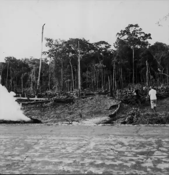 Foto 638: Derrubada e queimada para plantação em Manaus (AM)