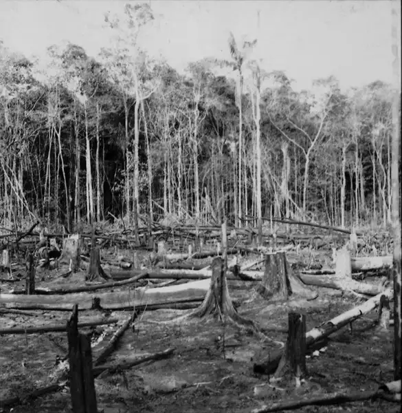 Foto 639: Derrubada e queimada para plantação em Manaus (AM)