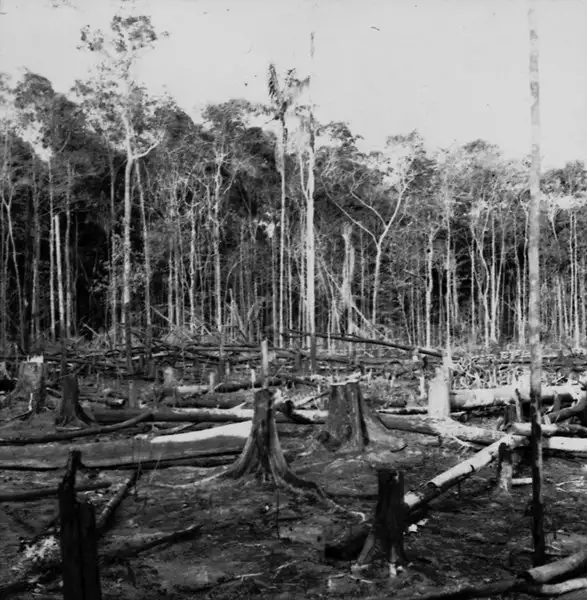 Foto 640: Derrubada e queimada para plantação em Manaus (AM)