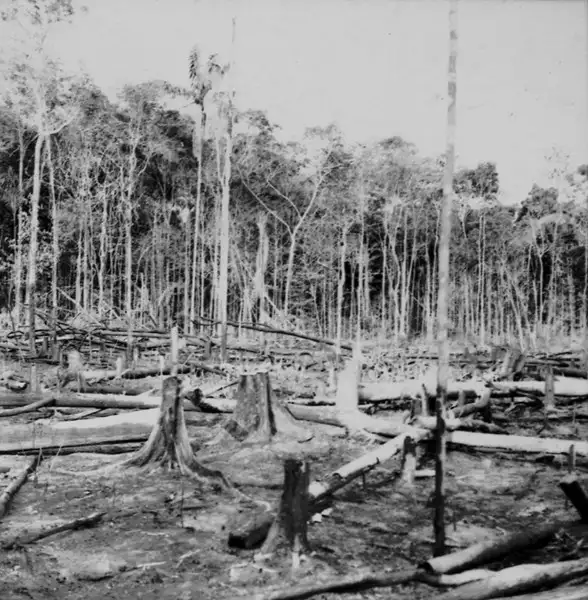 Foto 641: Derrubada e queimada para plantação em Manaus (AM)