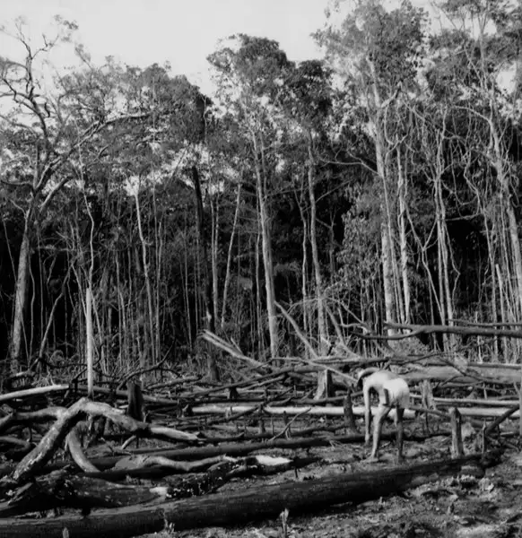 Foto 643: Caboclo plantando com terçado em Manaus (AM)