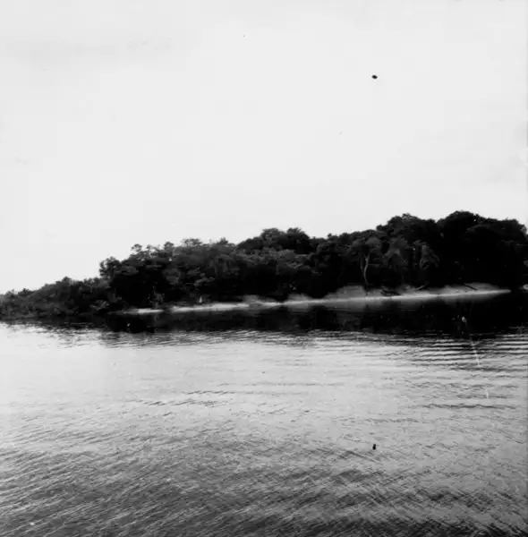 Foto 665: Rio Negro, ilha com vegetação em Manaus (AM)